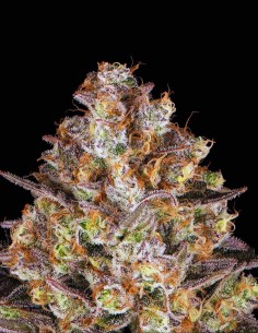 Semi Hindu Kush Regular (Barneys Farm) 🌿 Ricca di Resina 2