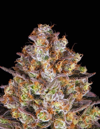 Semi Hindu Kush Regular (Barneys Farm) 🌿 Ricca di Resina