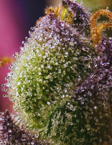 Semi Hindu Kush Regular (Barneys Farm) 🌿 Ricca di Resina