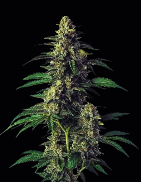 Semi Northern Lights Regular (Barneys Farm) 🌿 Classico