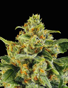 Semi Skunk 1 (Barneys Farm) 🍋 Sapore Intenso