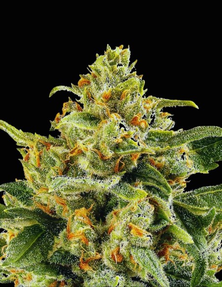 Semi Skunk 1 (Barneys Farm) 🍋 Sapore Intenso