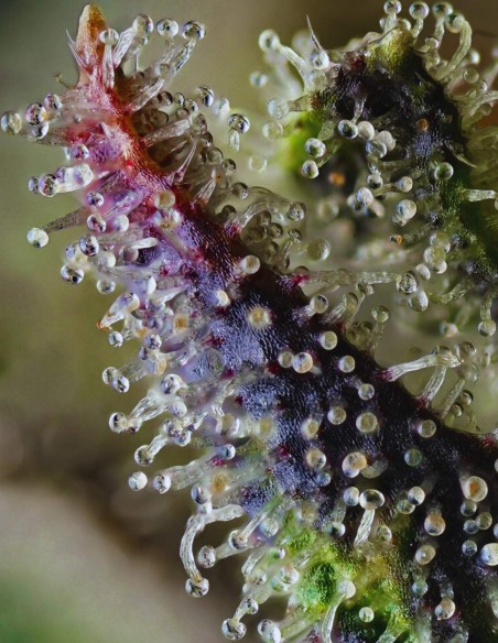 Semi Skunk 1 (Barneys Farm) 🍋 Sapore Intenso