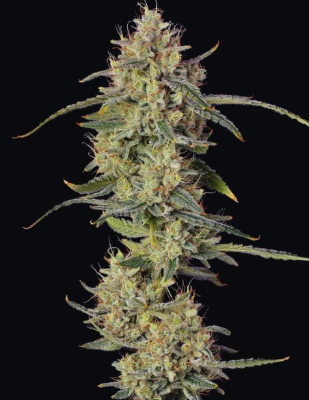 Semillas Chem Cookies Auto (Seedsman) 🌿 Índica Potente