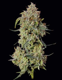 Semillas de Lilac Cookies Auto (Seedsman) 🌿 Potencia Sativa