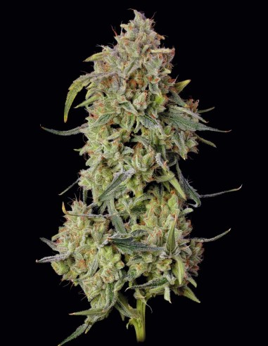 Semillas de Lilac Cookies Auto (Seedsman) 🌿 Potencia Sativa