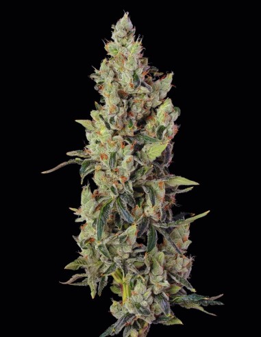 Semi Thai Cookies Auto (Seedsman) 🍎 Sapore di Mela Dolce