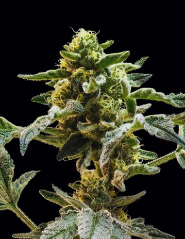 Semillas Sherbanger (Seedsman) 🌿 Producción Alta de Resina