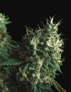 Cookies USA Regular Seeds (Pyramid Seeds) 🍪 Sweet Power