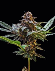 Semillas Jelly Cake (Seedsman) 🧁 Sabor Dulce