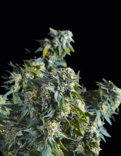 Amnesia Gold Regular Seeds (Pyramid Seeds) ⚡ Energy