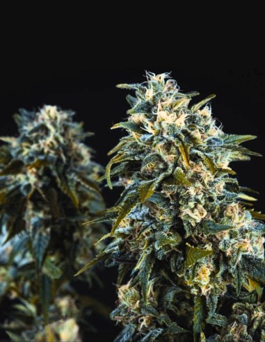 Anubis Regular Seeds (Pyramid Seeds) 🍋 Sweet Citrus