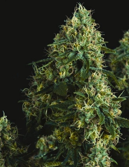 Black Cherry Punch Regular Seeds (Pyramid Seeds) 🍒 Sweet