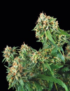 Galaxy Regular Seeds (Pyramid Seeds) 🌿 Sweet Indica