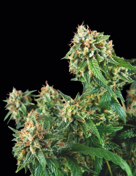 Galaxy Regular Seeds (Pyramid Seeds) 🌿 Sweet Indica