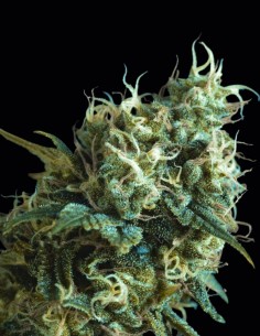 Gorila Regular Seeds (Pyramid Seeds) 💥 Strong THC