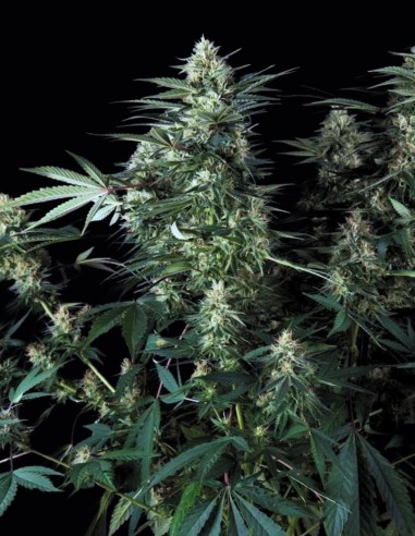 Super OG Kush Regular Seeds (Pyramid Seeds) 🌿 Classic Power
