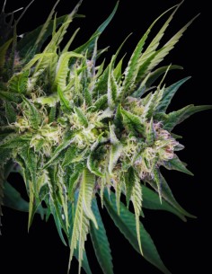 Fruity Durban Samen (Serious Seeds) 🍋 Zitrus-Sativa 2