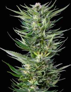 Fruity Durban Samen (Serious Seeds) 🍋 Zitrus-Sativa