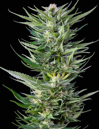 Fruity Durban Samen (Serious Seeds) 🍋 Zitrus-Sativa