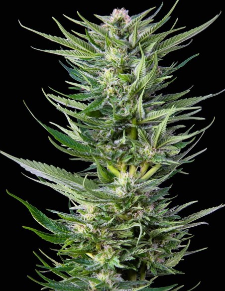 Fruity Durban Samen (Serious Seeds) 🍋 Zitrus-Sativa