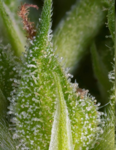 Fruity Durban Samen (Serious Seeds) 🍋 Zitrus-Sativa