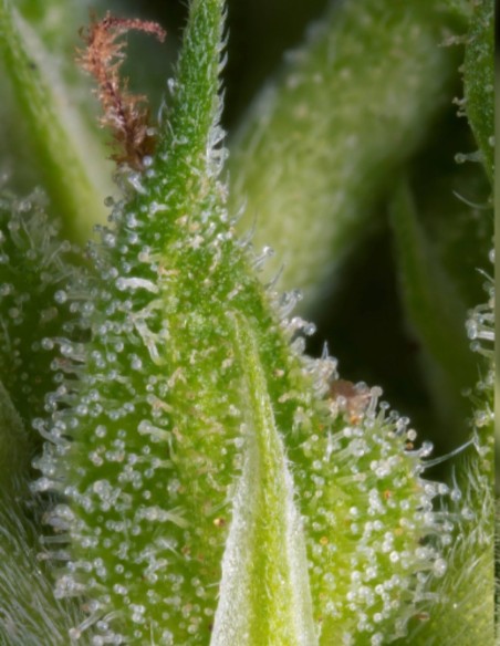 Fruity Durban Samen (Serious Seeds) 🍋 Zitrus-Sativa