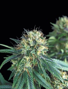 Tutankhamon Seeds (Pyramid Seeds) 🌶️ Fresh Spicy