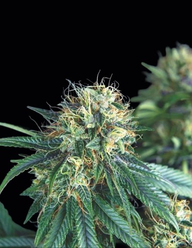 Tutankhamon Seeds (Pyramid Seeds) 🌶️ Fresh Spicy