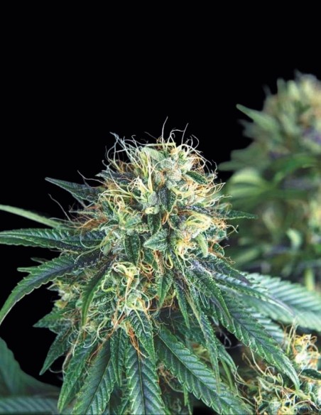 Tutankhamon Seeds (Pyramid Seeds) 🌶️ Fresh Spicy