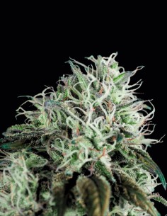 Wembley Regular Seeds (Pyramid Seeds) 🍒 Sweet Power