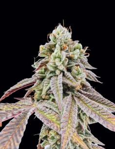 Semillas Garlic Mint Sherbet (FastBuds) 🌿 Sabor Intenso