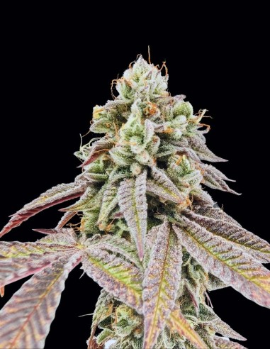 Semillas Garlic Mint Sherbet (FastBuds) 🌿 Sabor Intenso