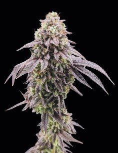 Semillas Garlic Mint Sherbet (FastBuds) 🌿 Sabor Intenso 2