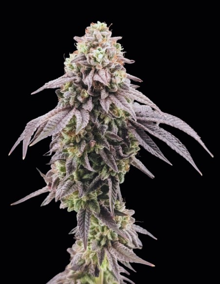 Semillas Garlic Mint Sherbet (FastBuds) 🌿 Sabor Intenso