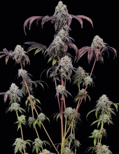 Semillas Garlic Mint Sherbet (FastBuds) 🌿 Sabor Intenso