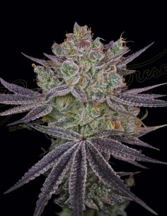 Semillas Papaya Sour Spritz (Green House Seeds) 🌴 Gas Tropical