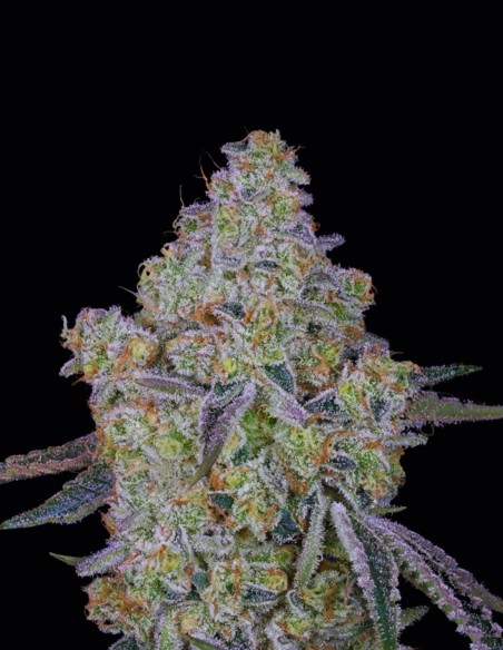 Honey Dipper Seeds (Green House Seeds) 🍋 Gas de Limón