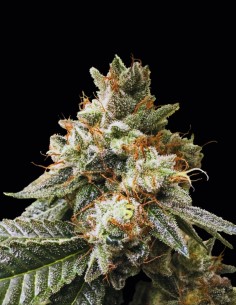 Trip Sauce Regular Seeds (Rare Dankness Seeds) 🍋 Golpe Sour OG