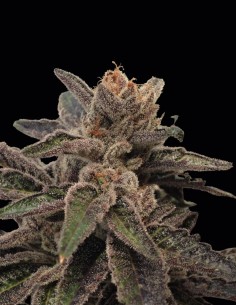 Semillas 501st OG (Rare Dankness Seeds) 🌿 Golpe dulce Kush