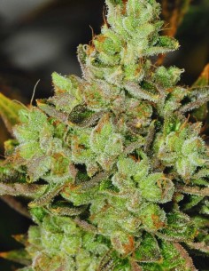 Semillas Venom OG (Rare Dankness Seeds) 💥 Potencia Química
