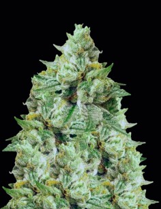 Semillas Rug Burn OG (Rare Dankness Seeds) 🔥 OG Potente