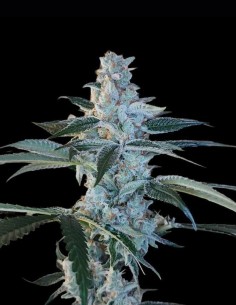 Bing Cherry Brittle Regular Seeds (Arcana Collective) 🌿 Hash Resin