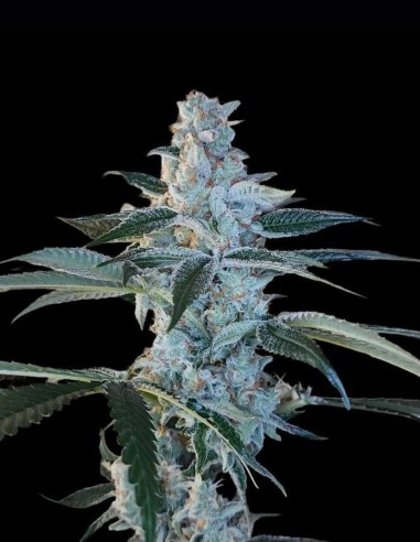 Bing Cherry Brittle Regular Seeds (Arcana Collective) 🌿 Hash Resin
