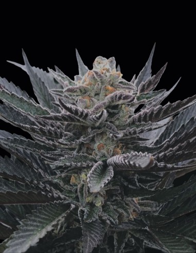 BananaHamma Regular Seeds (Arcana Collective) 🍌 Hash Power
