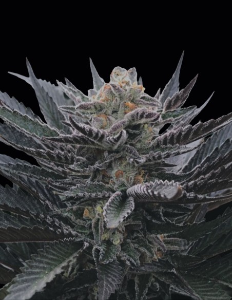 BananaHamma Regular Seeds (Arcana Collective) 🍌 Hash Power
