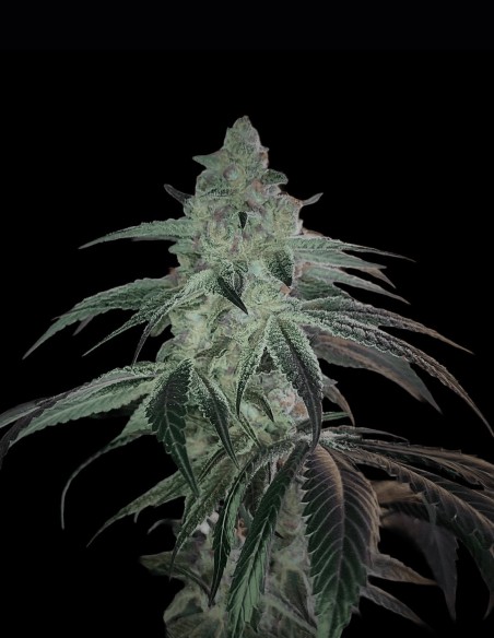 Disco Fever Regular Seeds (Arcana Collective) 🥝 Kiwi Hash