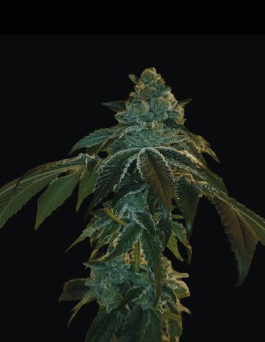Flight 19 Regular Seeds (Arcana Collective) 🍋 Lemon Pine