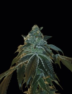 Flight 19 Regular Seeds (Arcana Collective) 🍋 Lemon Pine