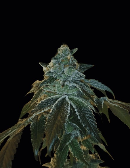 Flight 19 Regular Seeds (Arcana Collective) 🍋 Lemon Pine